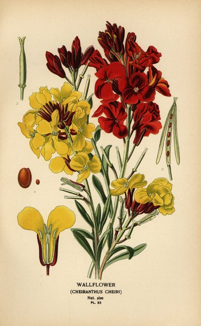 Violacciocca, Erysimum × cheiri da Désiré Georges Jean Marie Bois