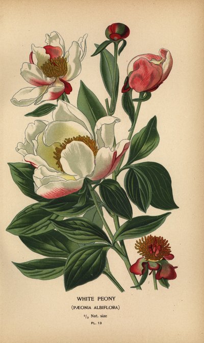 Peonia bianca, Paeonia lactiflora da Désiré Georges Jean Marie Bois