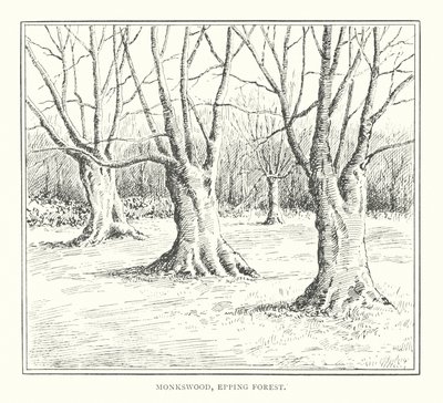 Monkswood, Foresta di Epping da Duncan Moul