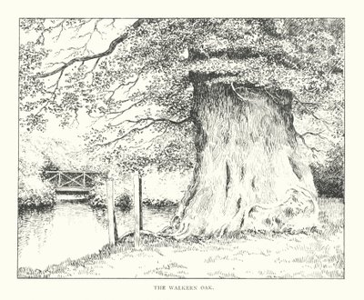 La quercia di Walkern da Duncan Moul