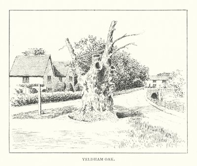 Quercia di Yeldham da Duncan Moul