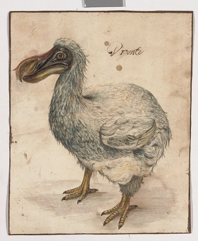 Un Dodo da Dutch School