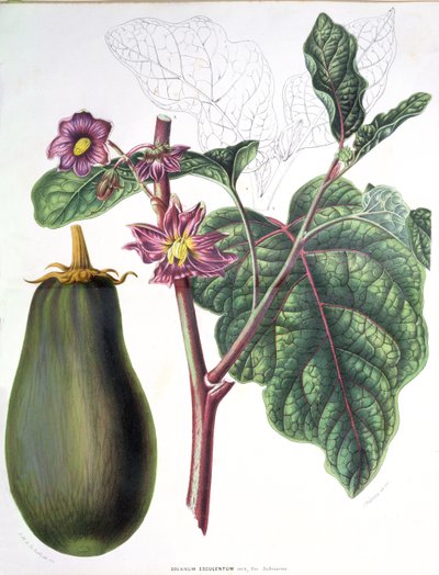 Melanzana, tavola botanica da Flore des Jardins du Royame des Pays-Bas di A. W. Sythoff, 1860 da Dutch School