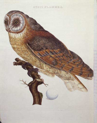 Barbagianni (Strix Flammea) 1796 da Dutch School
