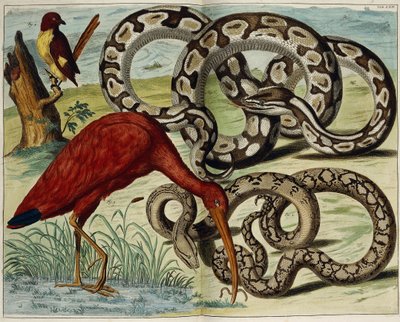 Uccelli e serpenti, Tavola 62, da "Locupletissimi Rerum Naturalium Thesauri Accurata Descriptio", 1734-1765 da Dutch School