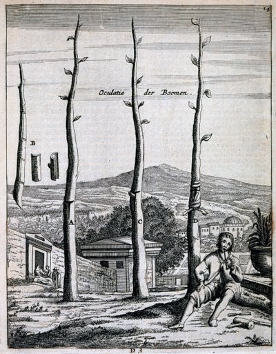 Alberi da frutto, da De Nederlandze Hesperides di Jan Commelin, pubblicato nel 1676 da Dutch School