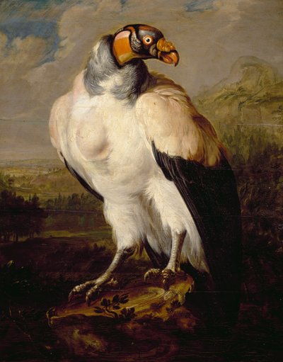Avvoltoio reale da Dutch School