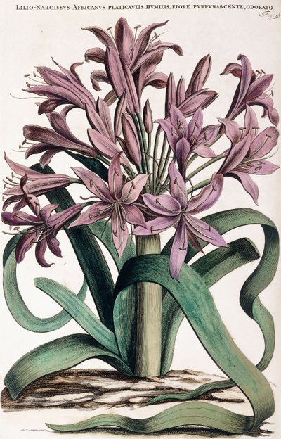 Lillio-Narciso da Dutch School
