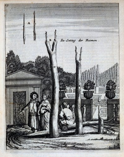 Alberi di lime e arance, da De Nederlandze Hesperides di Jan Commelin, pubblicato nel 1676 da Dutch School