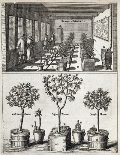 Aranciera, da De Nederlandze Hesperides di Jan Commelin, pubblicato 1676 da Dutch School
