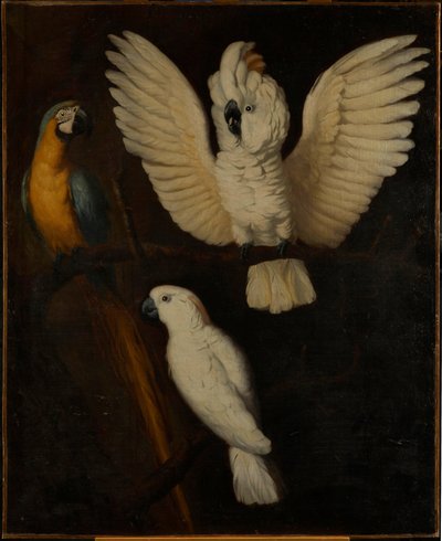 Pappagalli, c.1670 da Dutch School