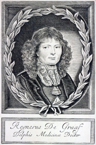 Regnier de Graaf, c.1670 da Dutch School