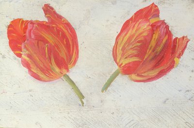 Studi di tulipani, c.1830 da Dutch School