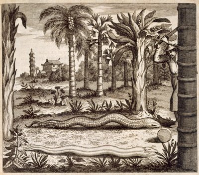 Il serpente di pietra, da China Illustrata di Athanasius Kircher (1601-80) 1667 da Dutch School