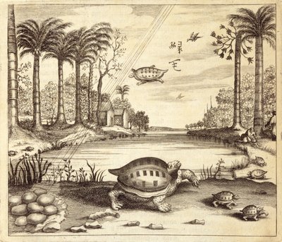 Uova di tartaruga che si schiudono, da China Illustrata di Athanasius Kircher (1601-80) 1667 da Dutch School