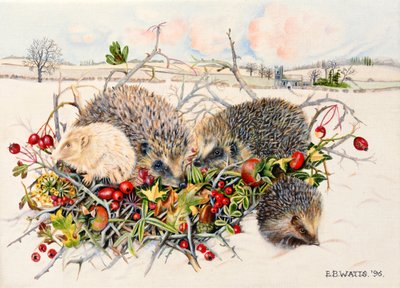 Ricci nel Cesto di Siepi, 1996 da E.B. Watts