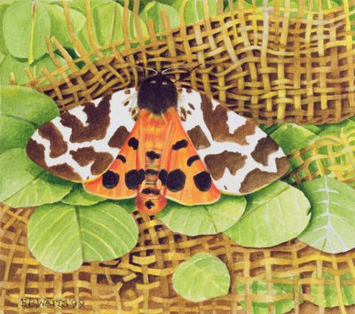 Falena Tigre, 1999 da E.B. Watts