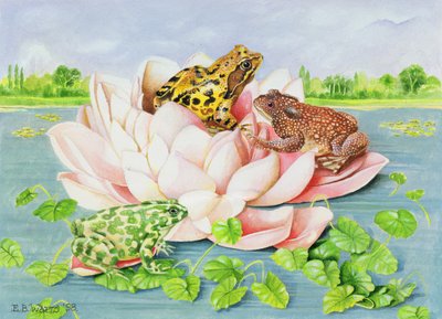 Ninfea, 1998 da E.B. Watts