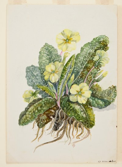 Primula vulgaris Huds Primula, c1920s da EF Crowley
