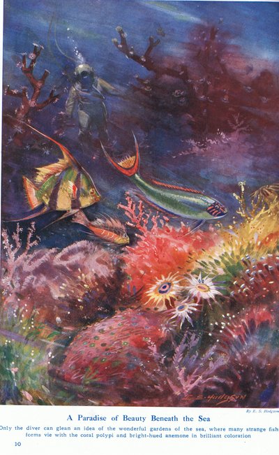 Un Paradiso di Bellezza Sotto il Mare, illustrazione da 