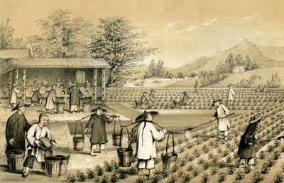 Cultura e preparazione del tè, Cina, 1847 da E Gilks