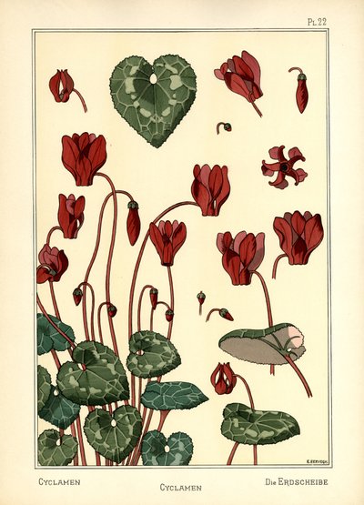 Il Ciclamino da E. Hervegh