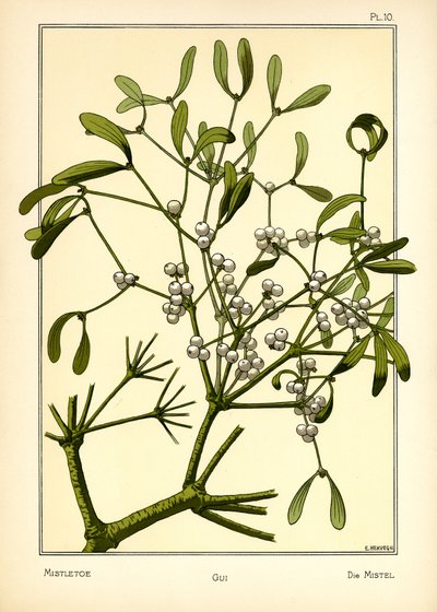 Il Vischio da E. Hervegh
