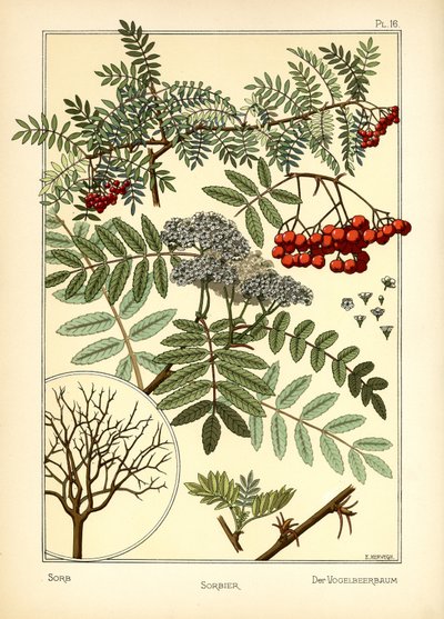 Il sorbo da E. Hervegh