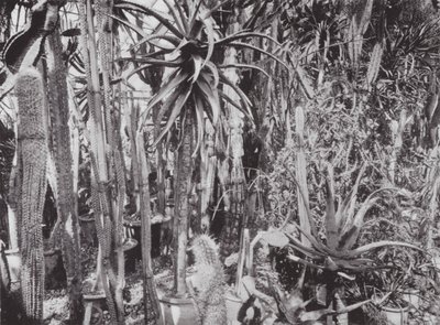 Giardini di Kew, c.1900 da E. J. Wallis