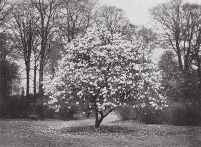 Giardini di Kew, c.1900 da E. J. Wallis