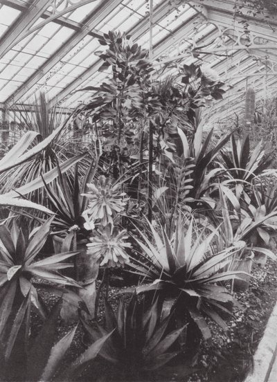 Giardini di Kew, c.1900 (foto in b/n) da E. J. Wallis