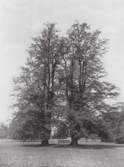 Giardini di Kew da E. J. Wallis