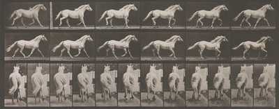 Locomozione animale. Un