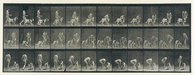 Locomozione animale. Un