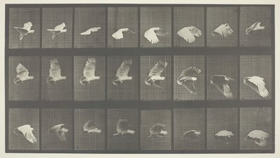 Locomozione animale, Tavola 758, 1887 da Eadweard Muybridge