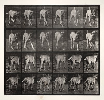 Dread Trotting, 1887 da Eadweard Muybridge