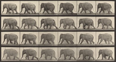 Tavola numero 733. Elefante che cammina, 1887 da Eadweard Muybridge