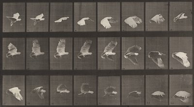 Tavola numero 758. Cacatua in volo da Eadweard Muybridge
