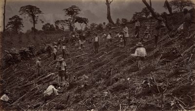 Impianto di una piantagione di caffè ad Antigua de Guatemala da Eadweard Muybridge