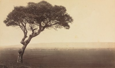 Paesaggio senza titolo vicino a Watsonville, California, c. 1879 da Eadweard Muybridge