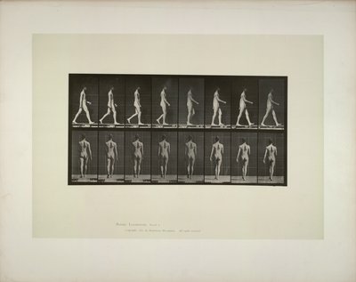Locomozione animale: bacino maschile con tessuto da Eadweard Muybridge