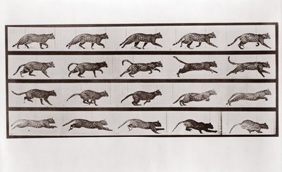Gatto che trotta e galoppa, Tavola 717 da Animal Locomotion, 1887 da Eadweard Muybridge
