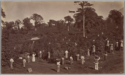 Raccolta del caffè, Las Nubes - Guatemala da Eadweard Muybridge