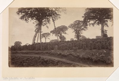 Piantagione di caffè a Las Nubes, Guatemala da Eadweard Muybridge