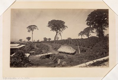 Piantagione di caffè a Las Nubes, Guatemala da Eadweard Muybridge
