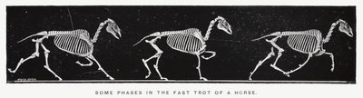 Eadweard Muybridge: Alcune fasi del trotto veloce di un cavallo da Eadweard Muybridge