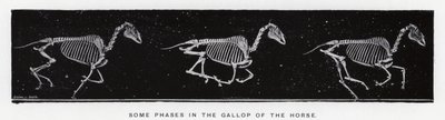 Eadweard Muybridge: Alcune fasi del galoppo del cavallo da Eadweard Muybridge