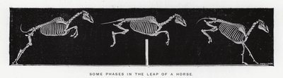 Eadweard Muybridge: Alcune fasi del salto di un cavallo (foto in bianco e nero) da Eadweard Muybridge