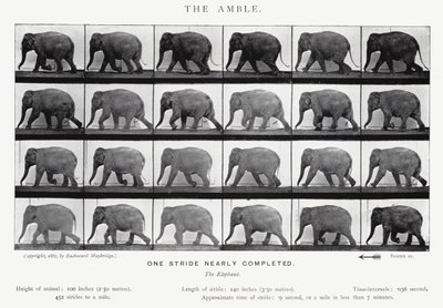 Eadweard Muybridge: L