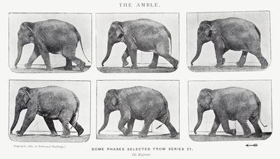 Eadweard Muybridge: L